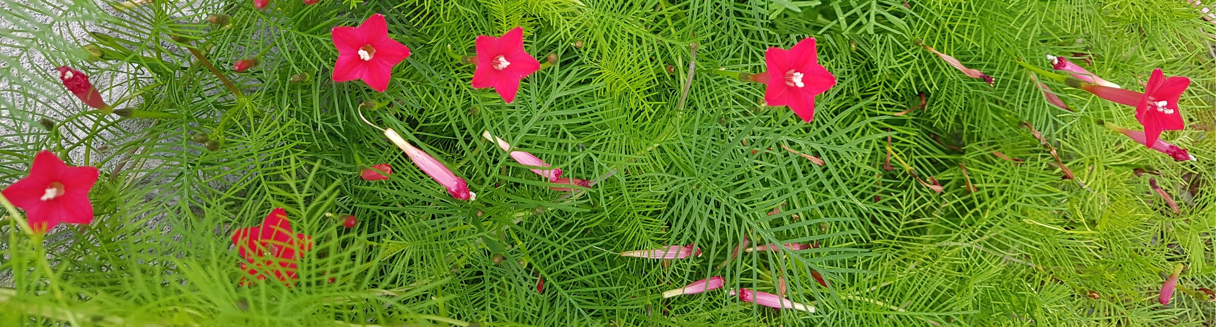 À¯È«ÃÊ(¿µ¿øÈ÷ »ç¶û½º·¯¿ö).jpg